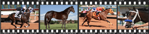 www.robertedwardshorsephotography.com