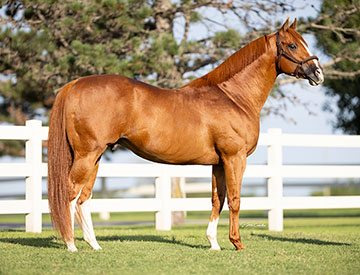 360px x 275px - Stallionesearch.com - The First Stop in Stallion Research for Breeders of  Racing Quarter Horses