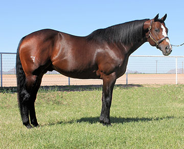 360px x 291px - Stallionesearch.com - The First Stop in Stallion Research for Breeders of  Racing Quarter Horses