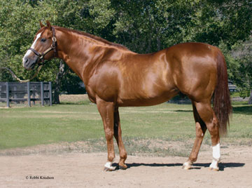 Quarter horse pedigree search for free