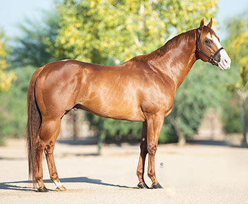 Stallionesearch.com - The First Stop in Stallion Research for 
