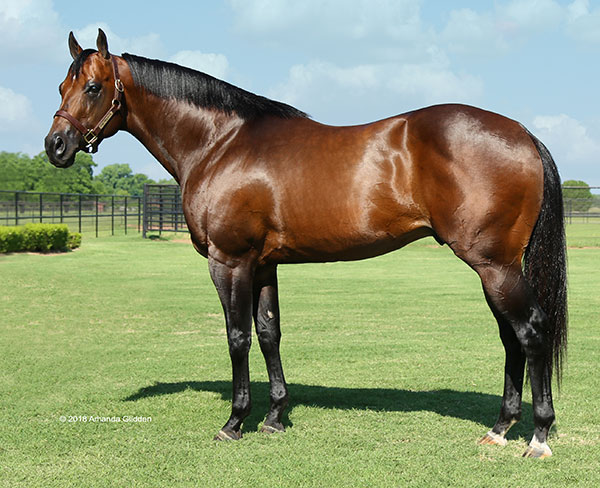 Aqha Free Pedigree Search HOT 