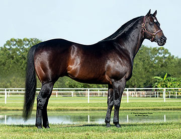 360px x 276px - Stallionesearch.com - The First Stop in Stallion Research for Breeders of  Racing Quarter Horses