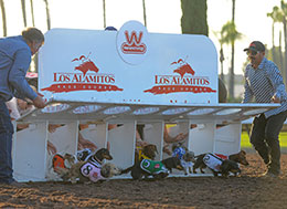 Los Alamitos Preview Show - Wiener Nationals Night 