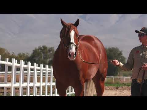 Stallion photographed from a specific angle