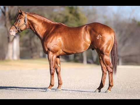 Stallion photographed from a specific angle