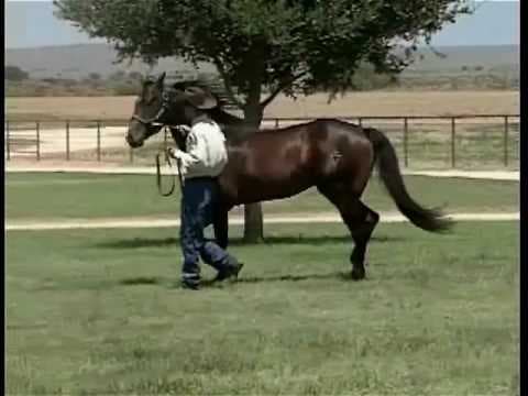Stallion photographed from a specific angle