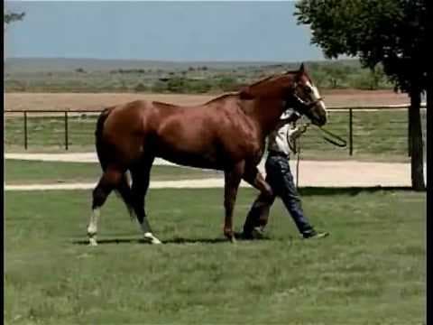 Stallion photographed from a specific angle