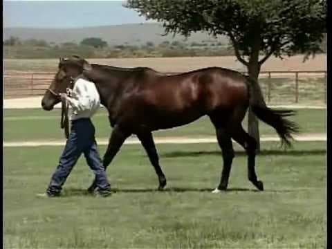 Stallion photographed from a specific angle