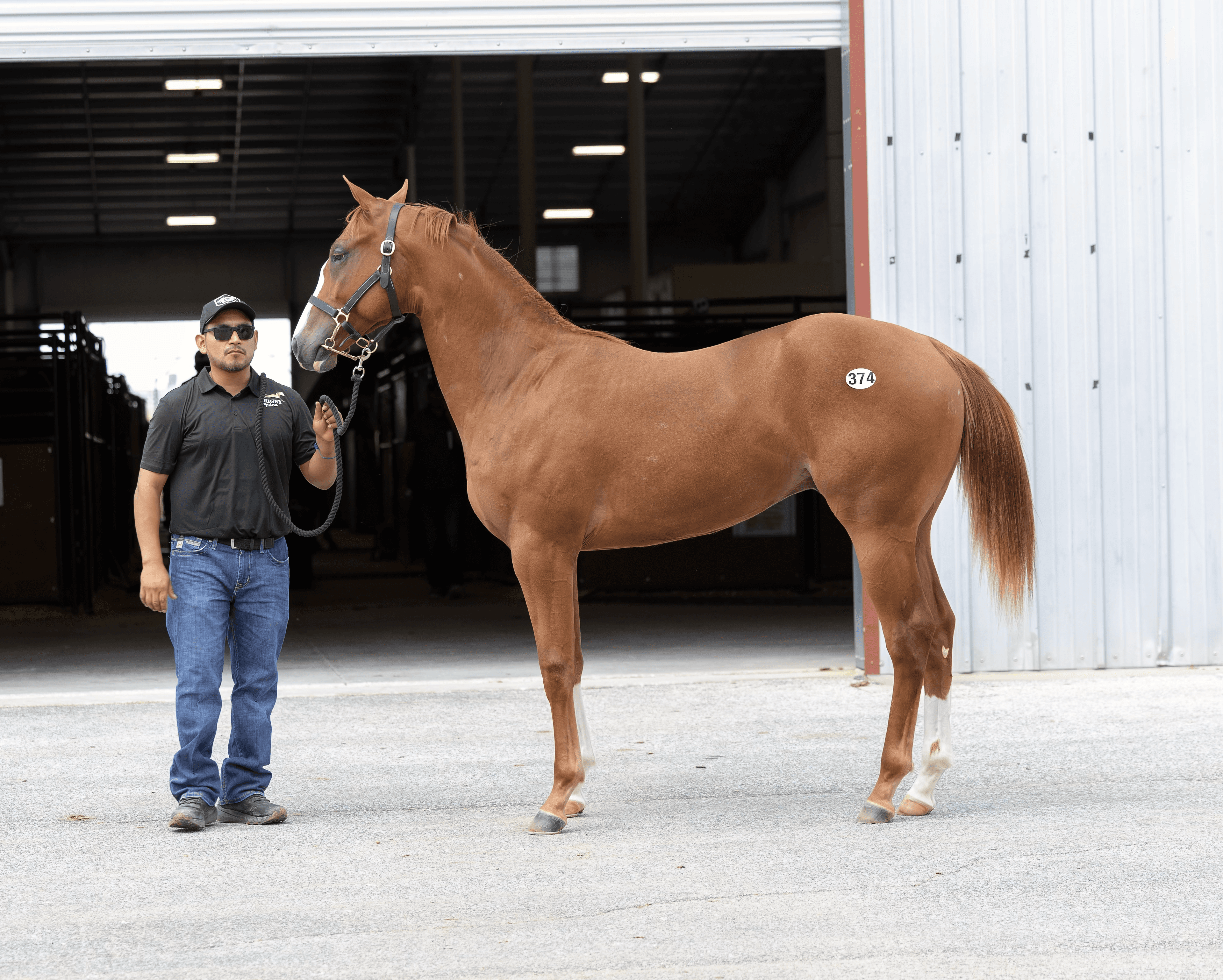 TQHA Yearling Sale Posts Record-Breaking Numbers as Gross Climbs to More Than $6.65 Million