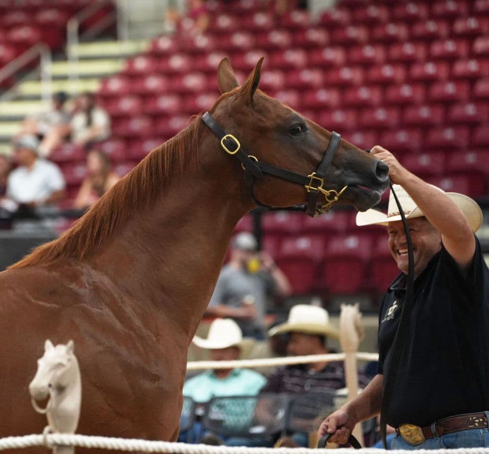 Strong Prices Highlight Opening Session Of 2026 LQHBA Yearling Sale