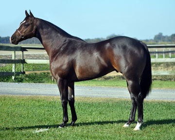 Stallionesearch.com - The First Stop in Stallion Research for Breeders ...