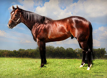 Stallionesearch.com - The First Stop in Stallion Research for Breeders ...