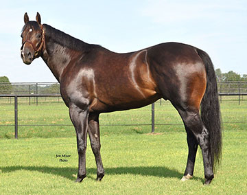 Stallionesearch.com - The First Stop in Stallion Research for Breeders ...