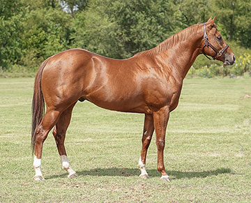 Stallionesearch.com - The First Stop in Stallion Research for Breeders ...