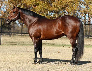 Stallionesearch.com - The First Stop in Stallion Research for Breeders ...