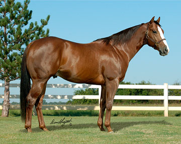 Stallionesearch.com - The First Stop in Stallion Research for Breeders ...