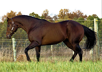 Stallionesearch.com - The First Stop in Stallion Research for Breeders ...