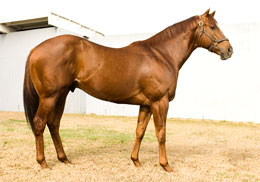 StallionESearch.com - The First Stop in Stallion Research for Breeders of Racing Quarter Horses