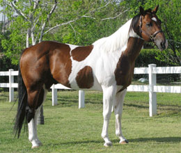 APHA Champion Decash to Stand in Oklahoma in 2011